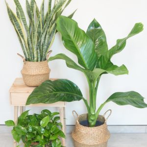 Plant bundle-bissau, money plant, small snake plant