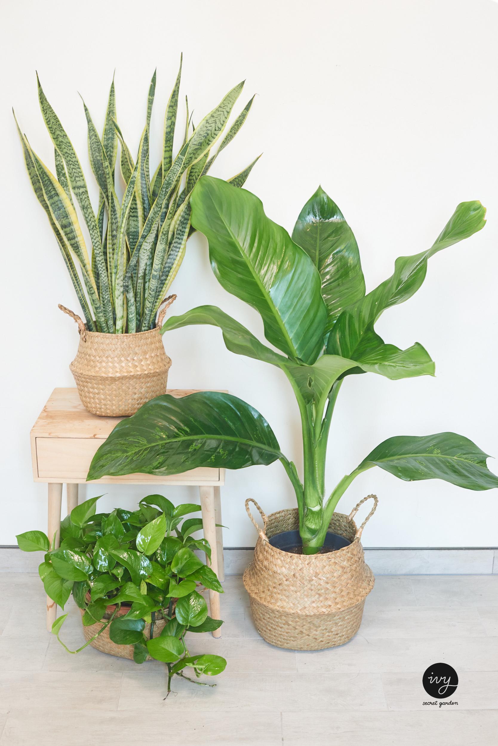 Plant bundle-bissau, money plant, small snake plant
