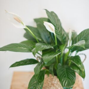 Peace lily with wicker basket Peace lily
