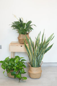 bedroom Plant bundle 3- peace lily, small snake plant, money plant