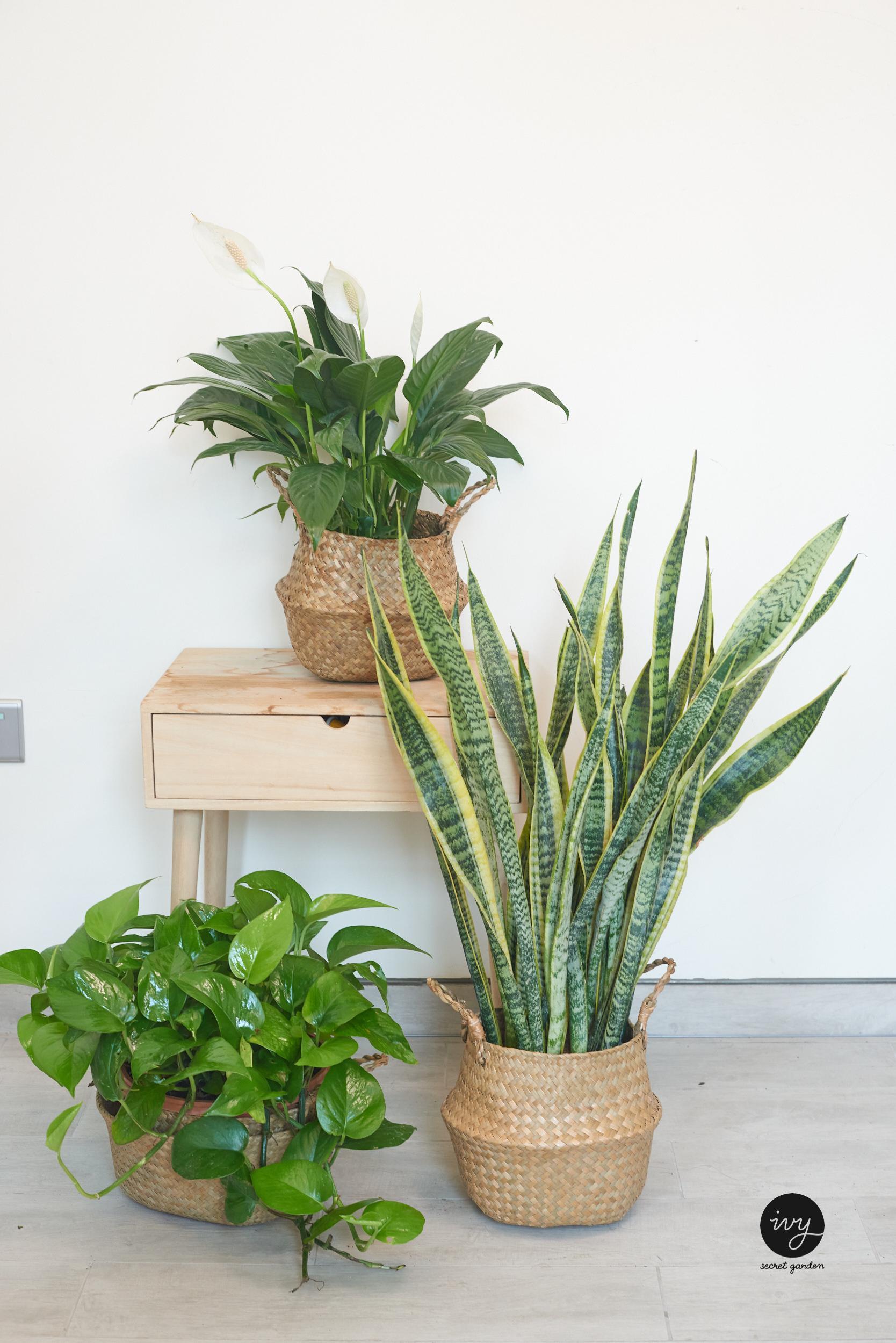 bedroom Plant bundle 3- peace lily, small snake plant, money plant