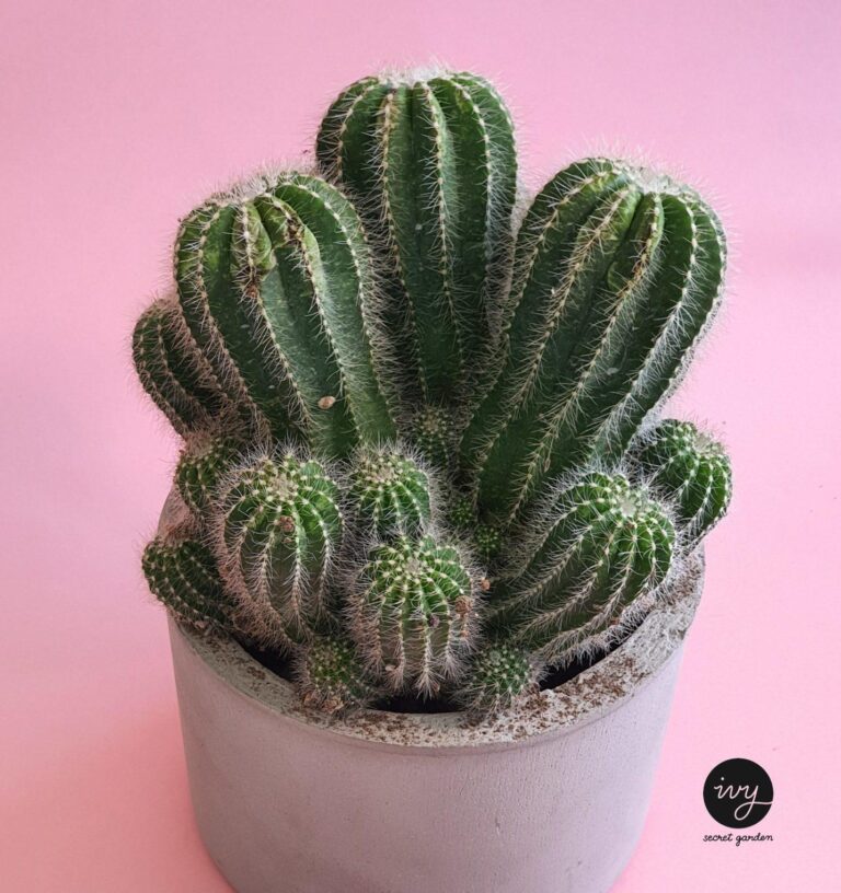 Plants for beginners