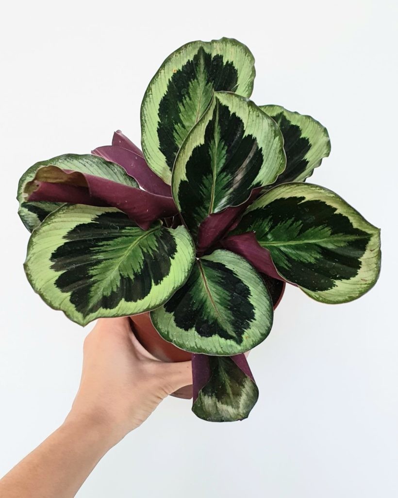Calathea medallion, pet-friendly indoor plant