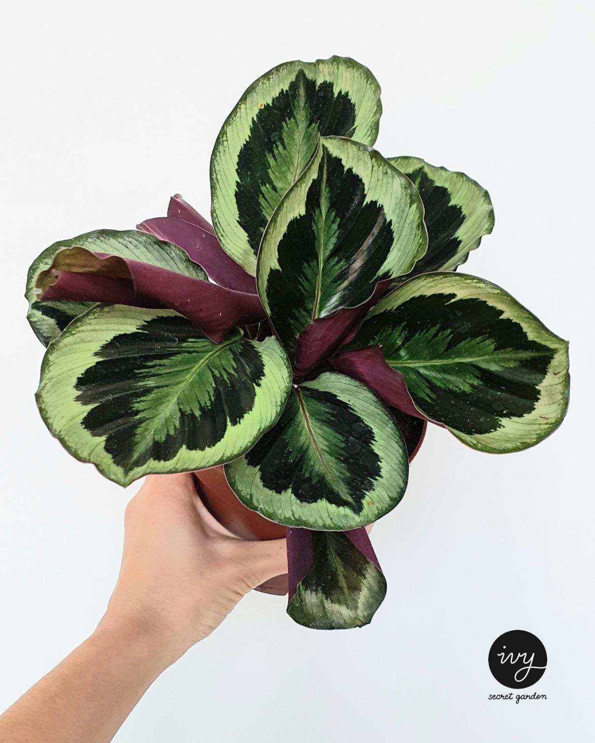 Cat friendly indoor plants - Discover Ivy's Secret Garden: Your ...