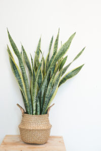 Small snake plant with wicker basket