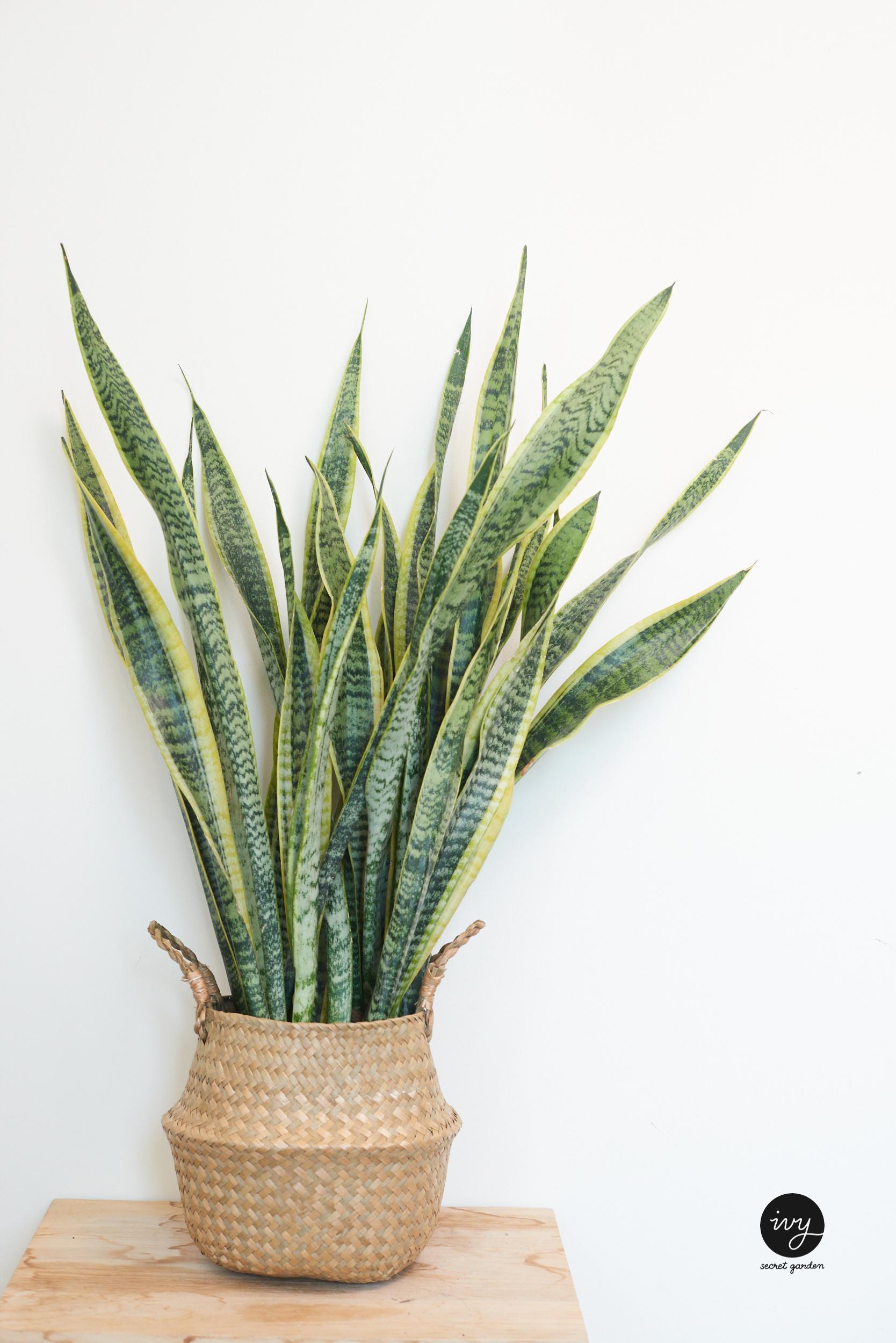 Small snake plant with wicker basket