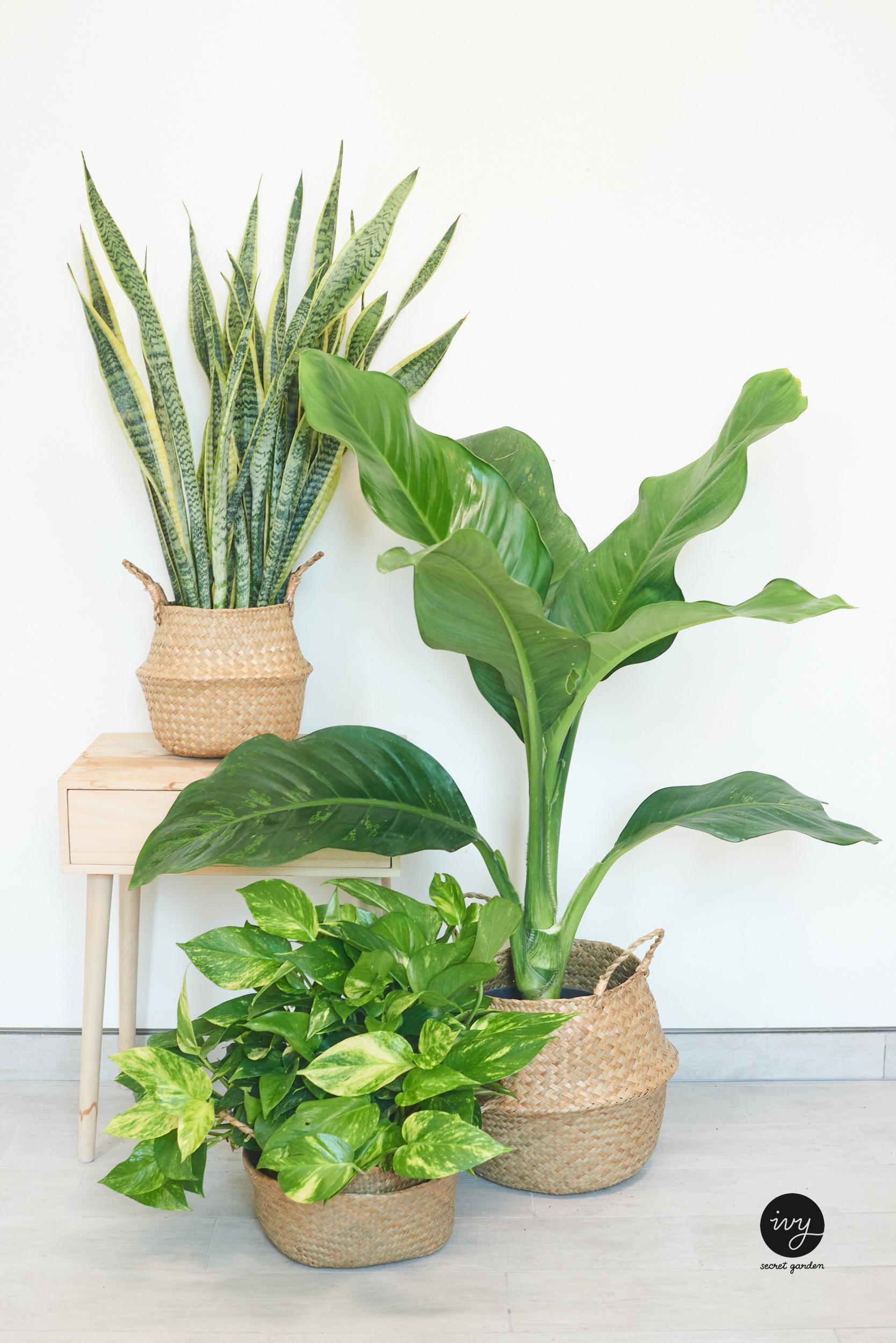 Plant bundle- Bissau, money plant, small Snake plant