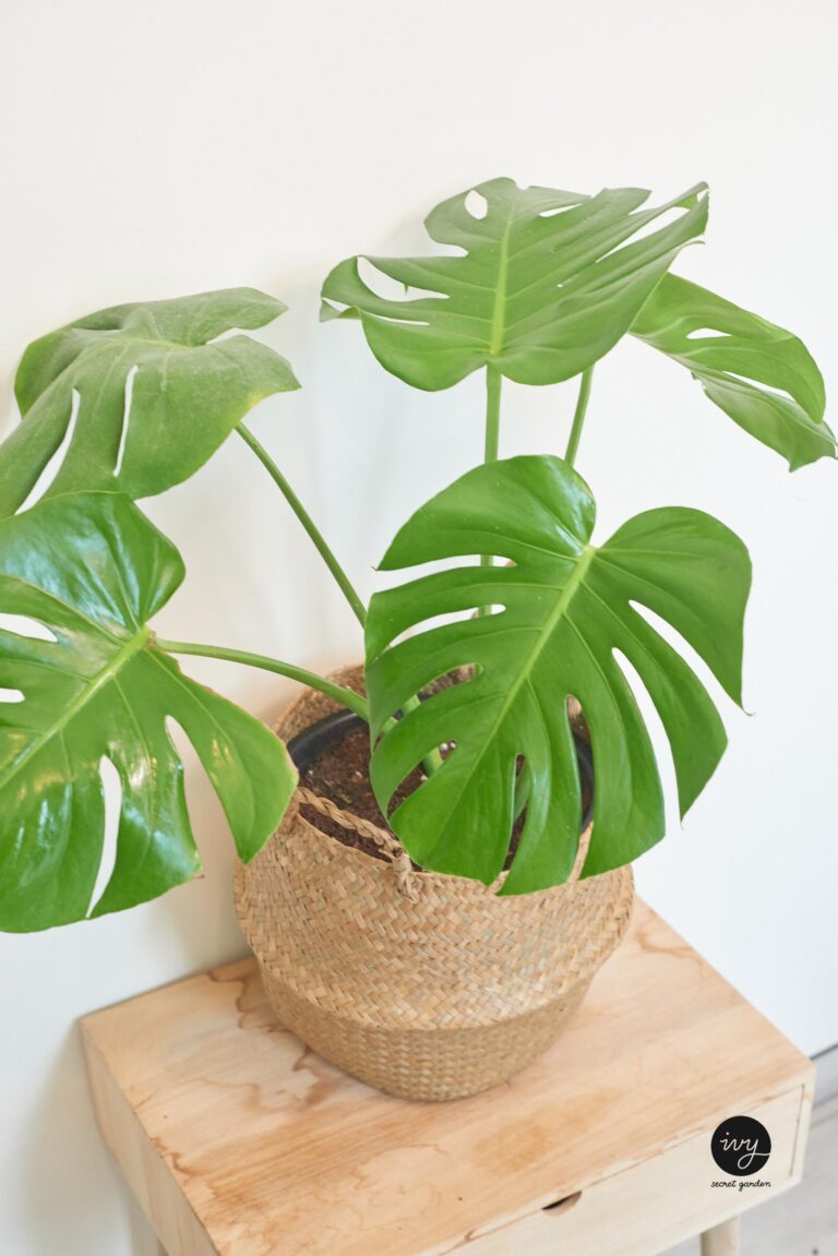 Monstera with wicker basket