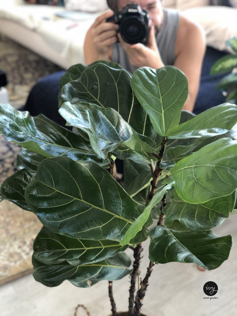 Ficus lyrata