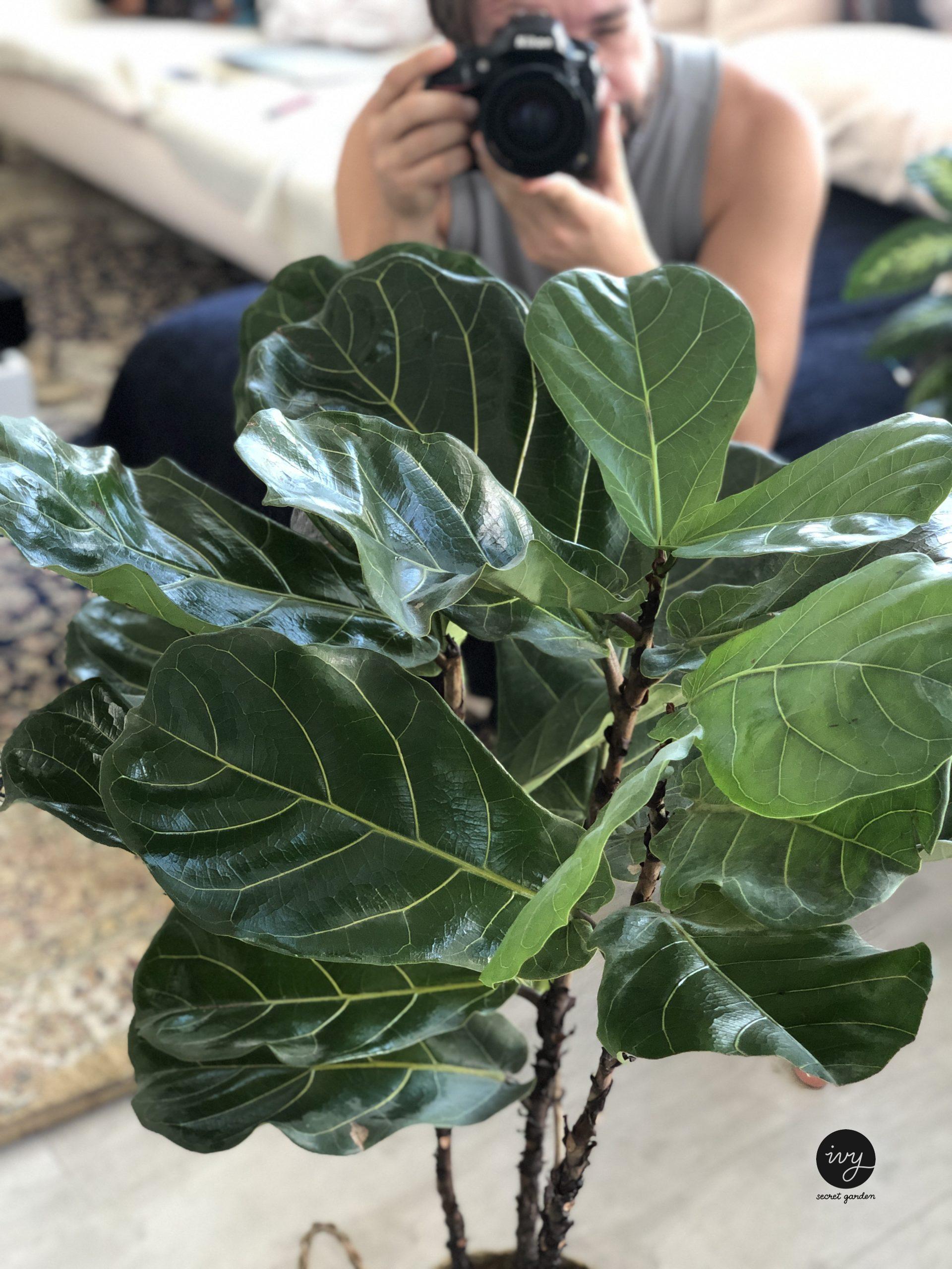 Ficus lyrata