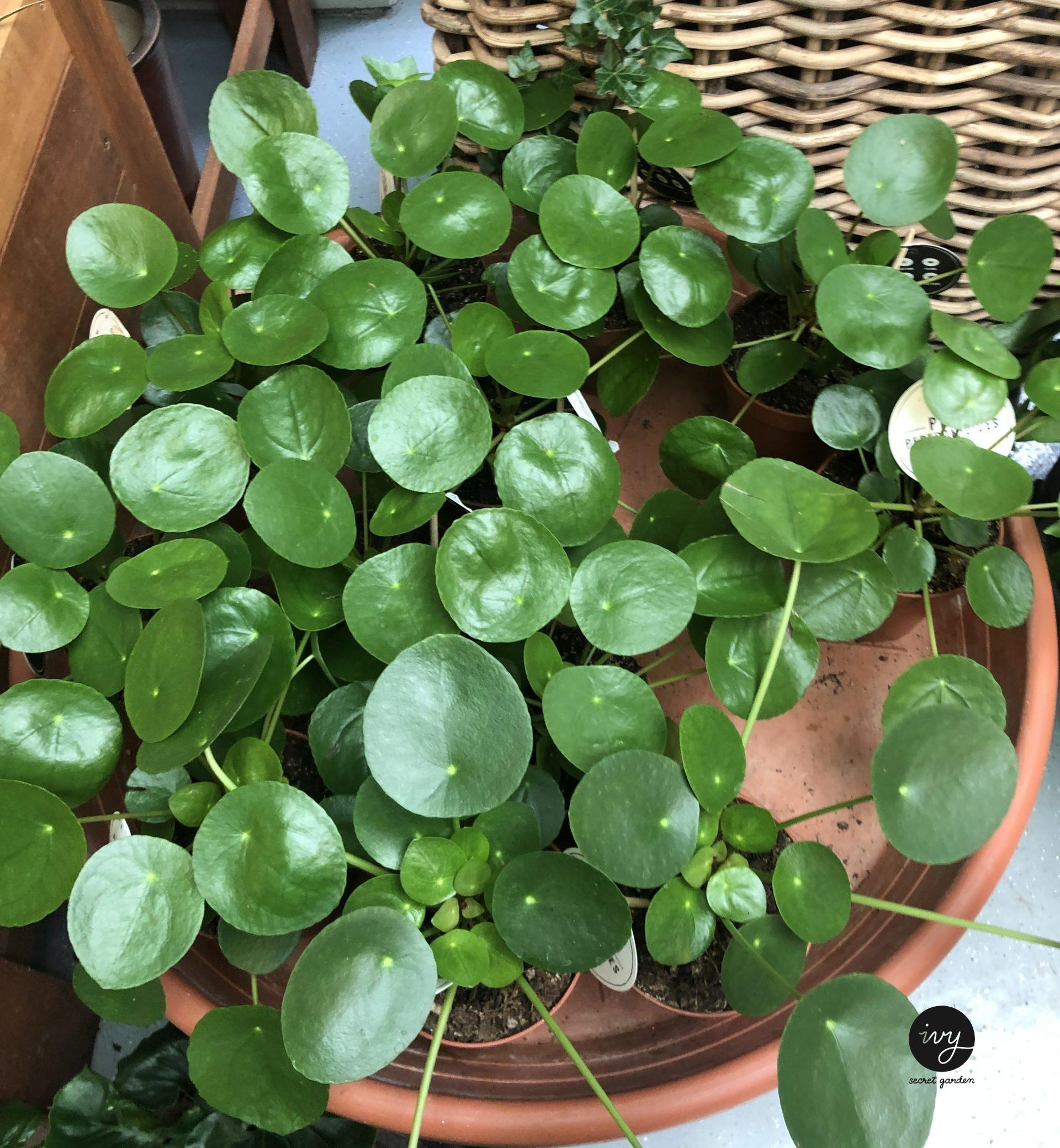 Pilea peperomioides bundle