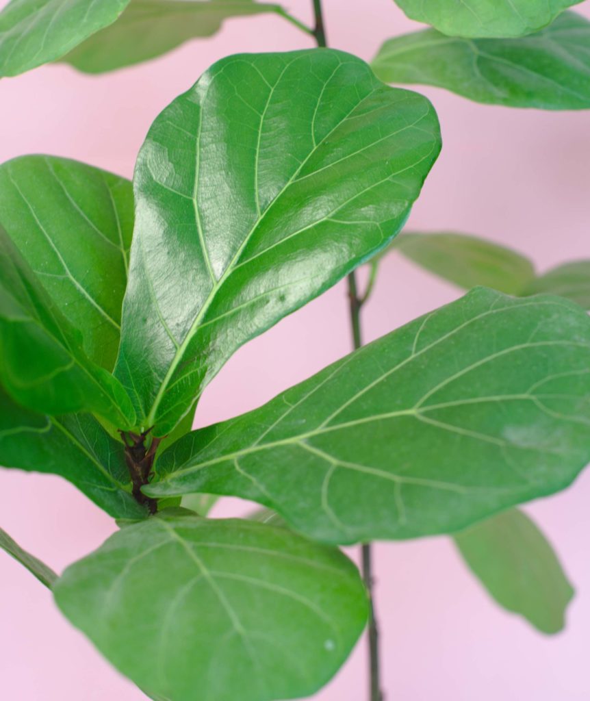 fiddle leaf tree leaves