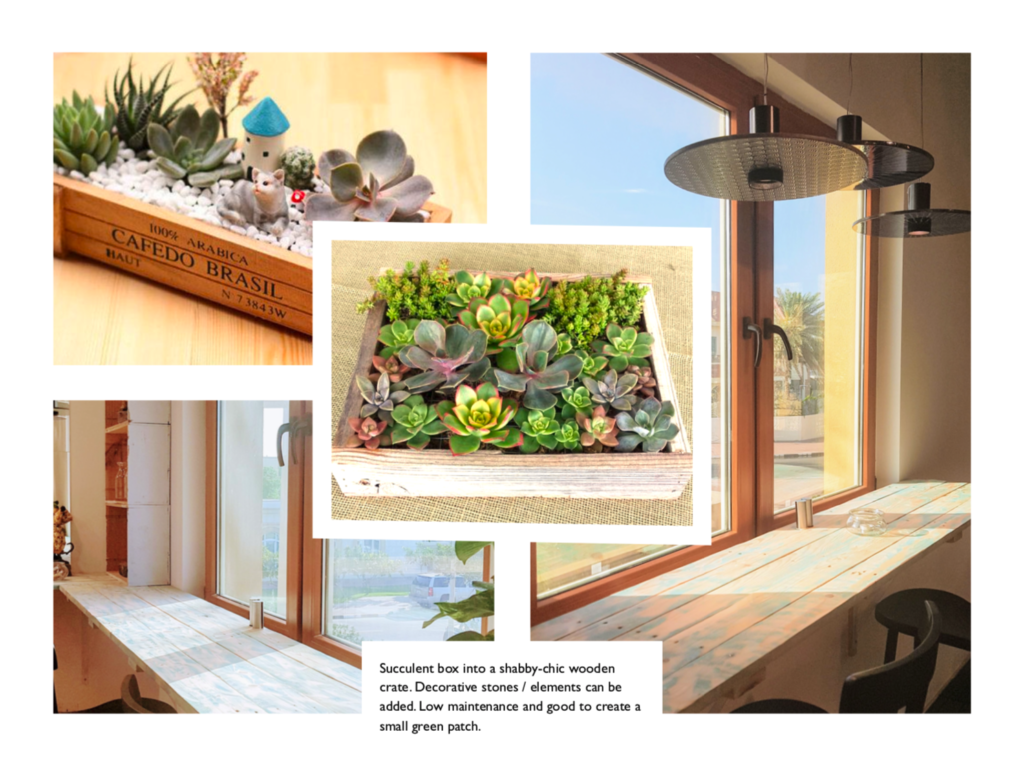 Succulent box for the Workshop Dubai