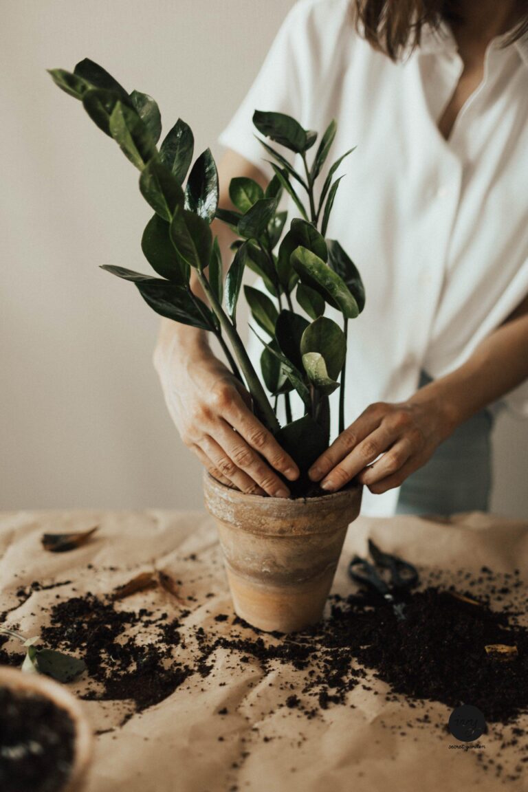 repot my plant