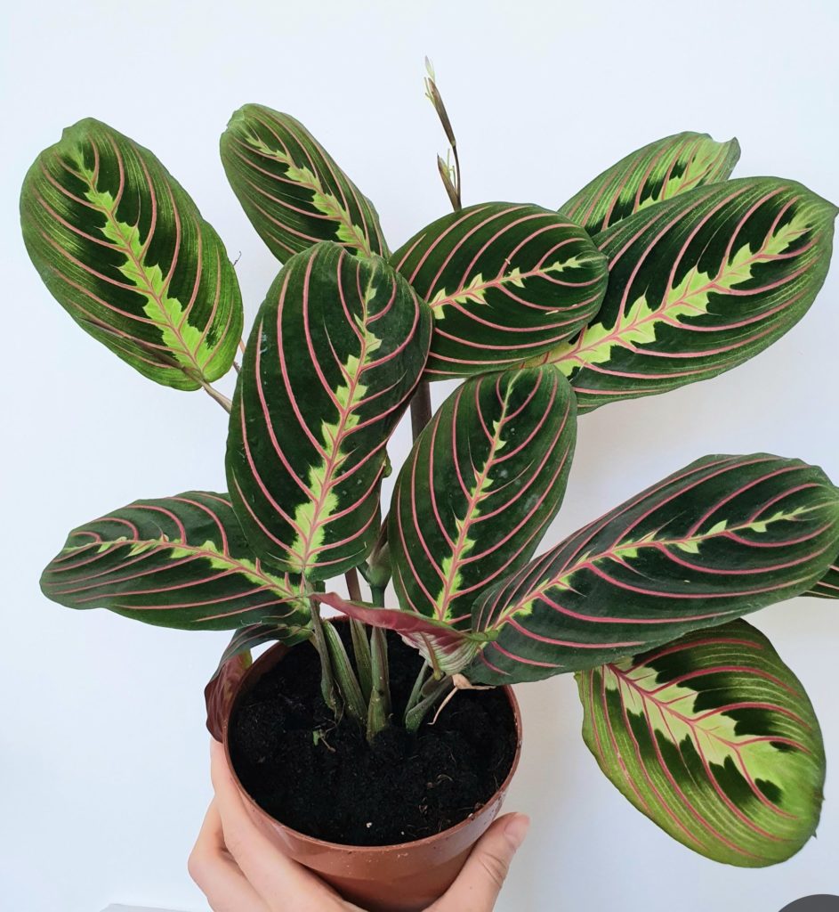 pet-friendly indoor plant