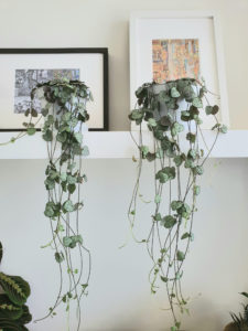 string of hearts - Ceropegia woodii - chain of hearts plant - large. 60 cm long vines