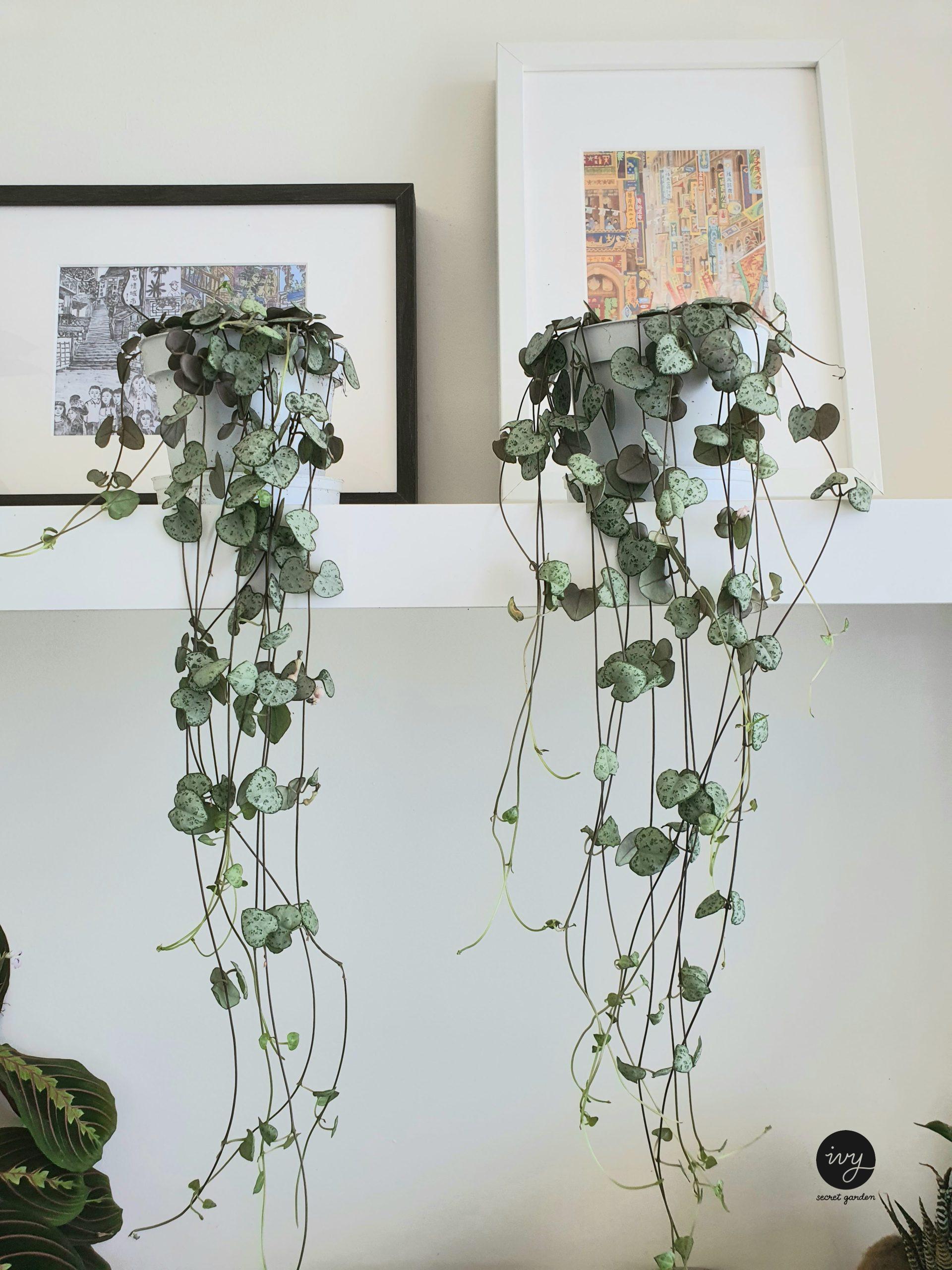 string of hearts - Ceropegia woodii - chain of hearts plant - large. 60 cm long vines