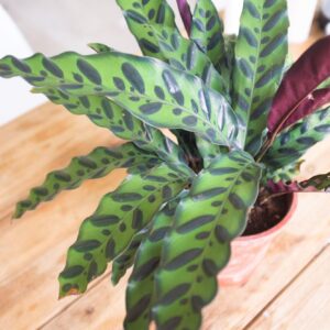 Calathea lancifolia – Calathea Rattlesnake Calathea lancifolia - Calathea Rattlesnake