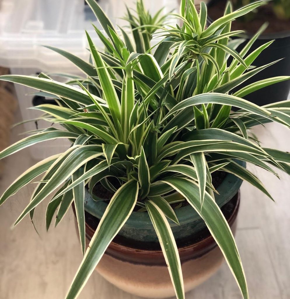 Spider Plant - Chlorophytum comosum, pet-friendly indoor plant