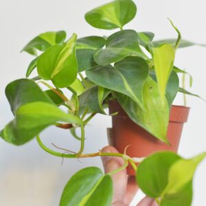Philodendron Brazil