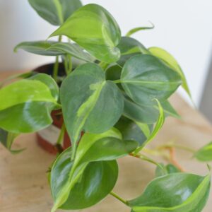 Philodendron Brazil Philodendron Brazil