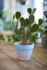bunny-ear-cactus