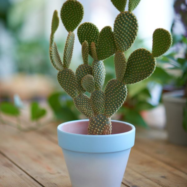 bunny-ear-cactus