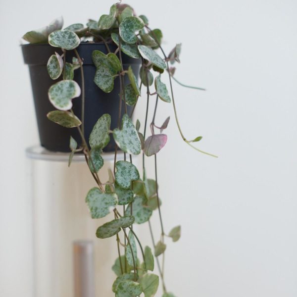 string of hearts - Ceropegia woodii - chain of hearts plant - small