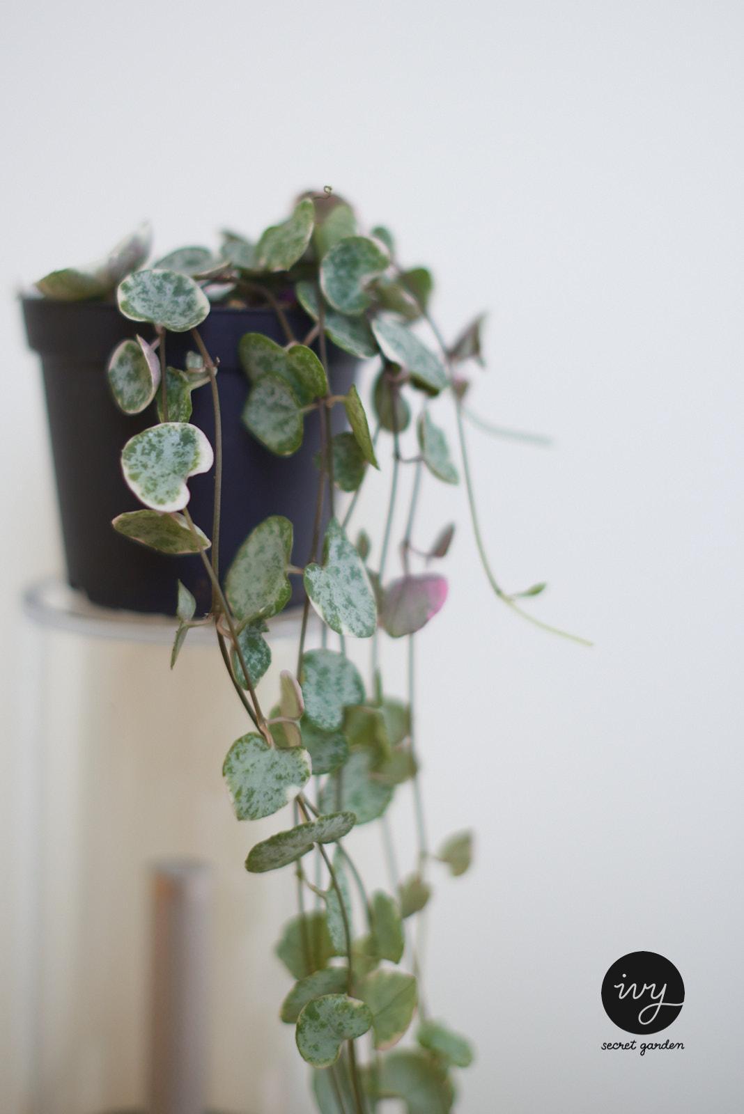 string of hearts plant - Ivy's secret garden - Buy fresh indoor plants