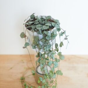 string of hearts - Ceropegia woodii - chain of hearts plant - large. 60 cm long vines