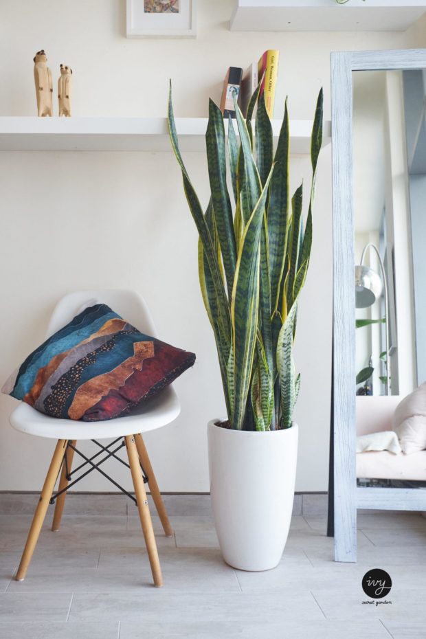 snake plant air-purifying
