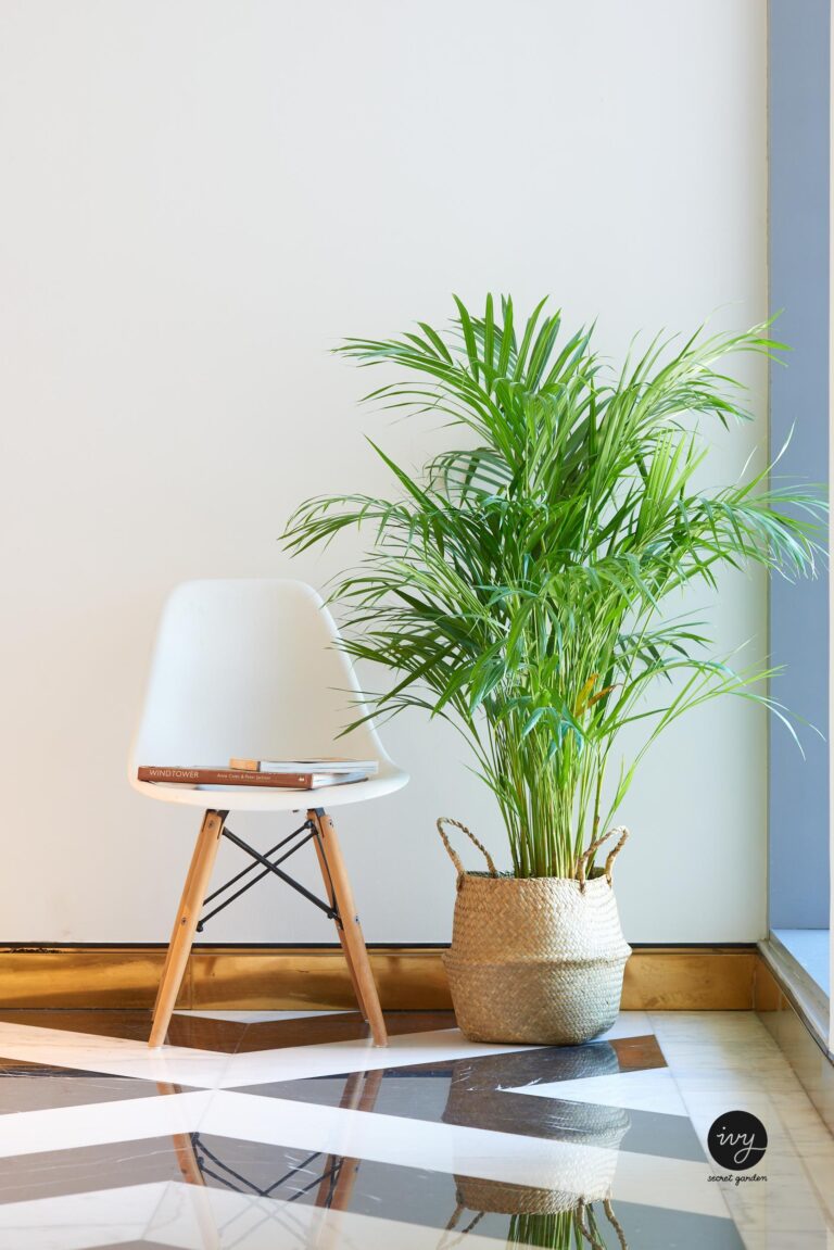 areca palm