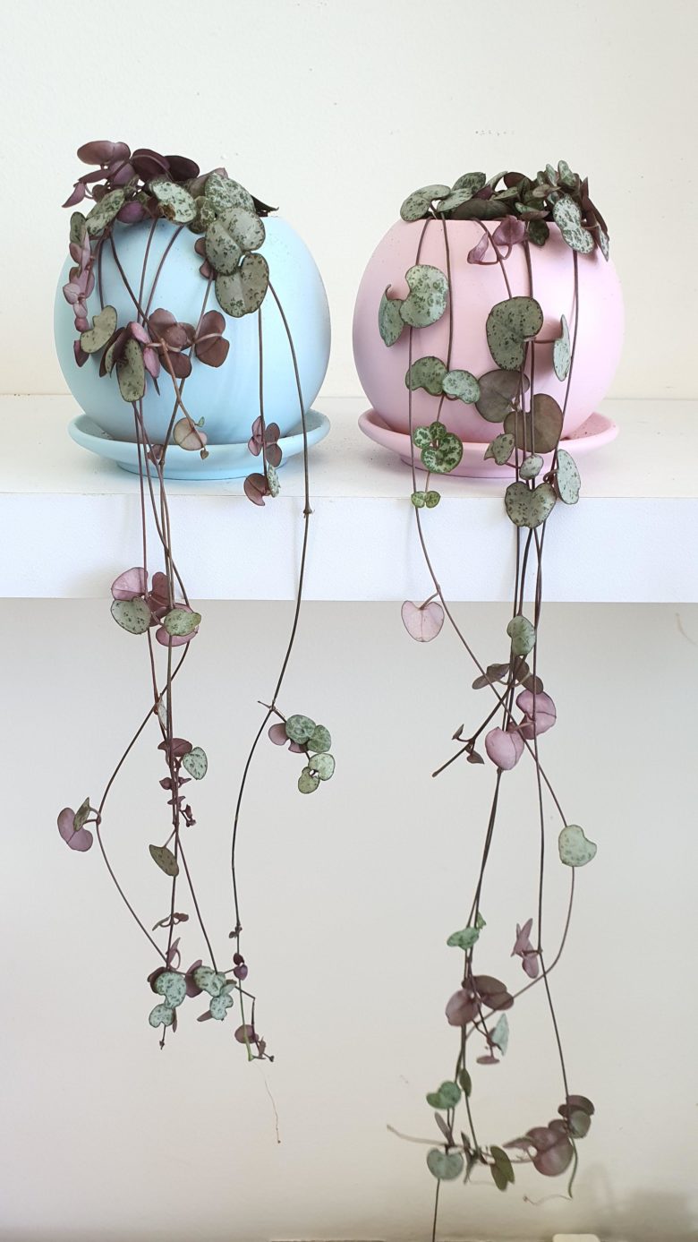 string of hearts - Ceropegia woodii - chain of hearts plant - small