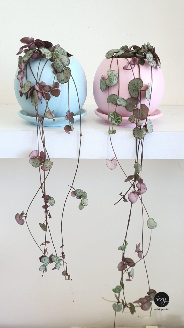 string of hearts - Ceropegia woodii - chain of hearts plant - small