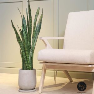 concrete pot
