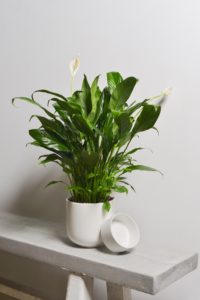 peace lily pot