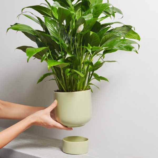 peace lily green