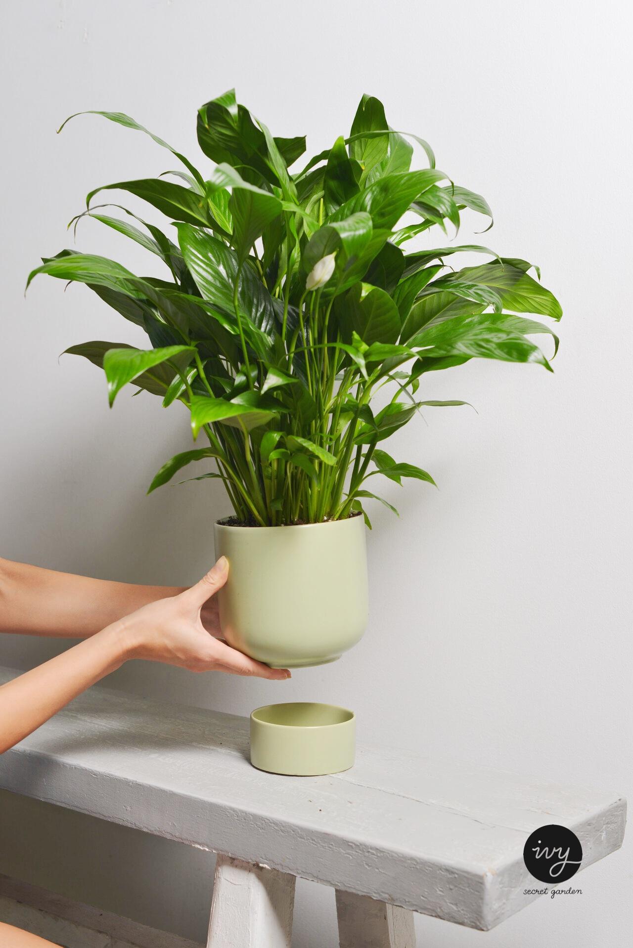 peace lily green