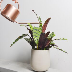 cement pot